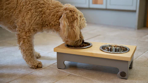 Why choose a raised dog bowl?