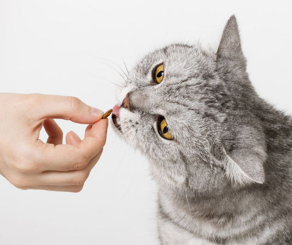 How a raised cat bowl may fix your fussy eater!