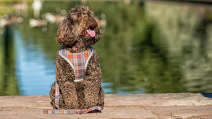 Soft Padded Harnesses