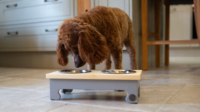 Raised Pet Bowl Stands