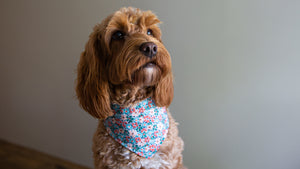 Reversible Dog Bandanas