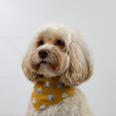 Liberty Summer Haze Dog Bandana