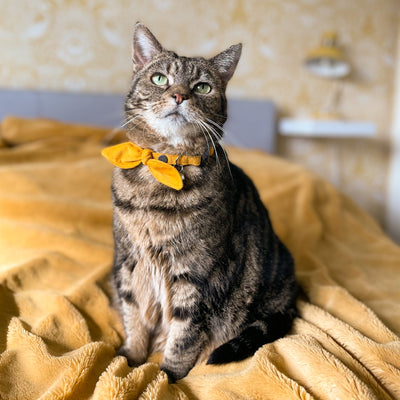 Mustard Yellow Corduroy Cat Collar