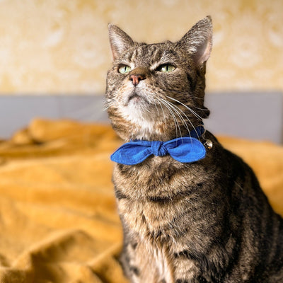 Blue Corduroy Cat Collar