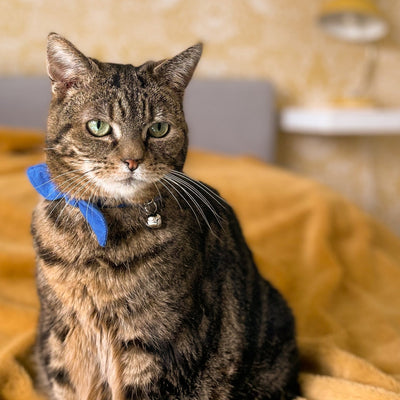 Blue Corduroy Cat Collar