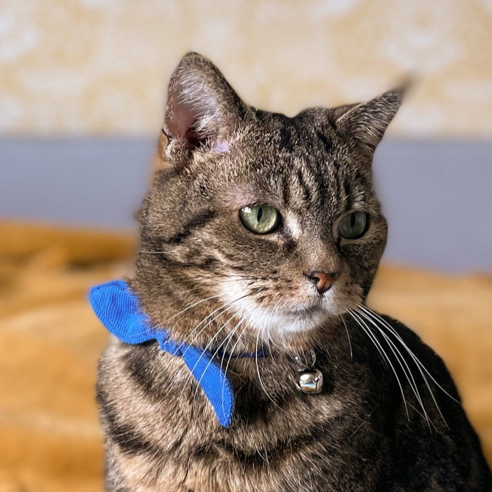 Blue Corduroy Cat Collar