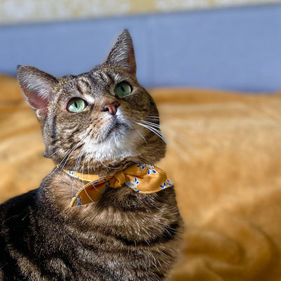 Yellow Floral Liberty Cat Collar