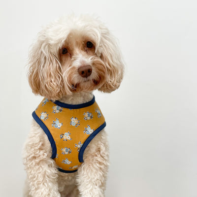 Liberty Summer Haze Soft Dog Harness