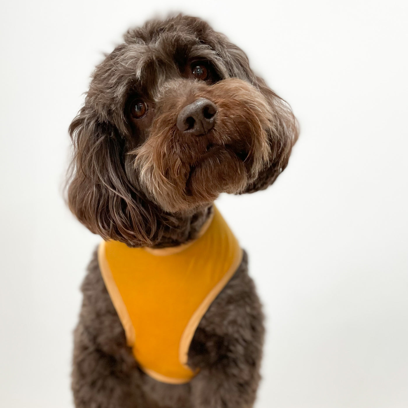 Mustard Yellow Corduroy Soft Dog Harness