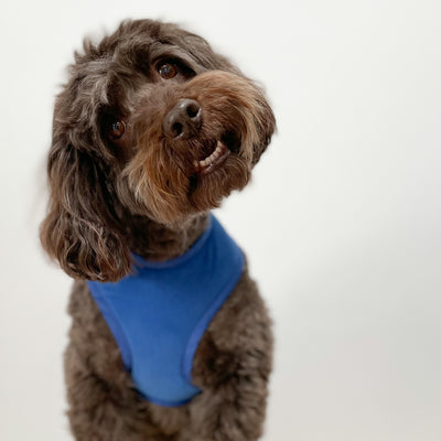 Royal Blue Corduroy Soft Dog Harness