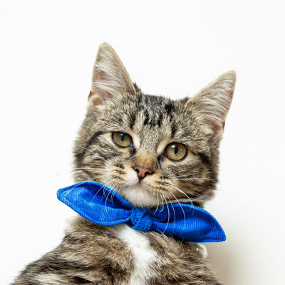 Blue Corduroy Cat Collar