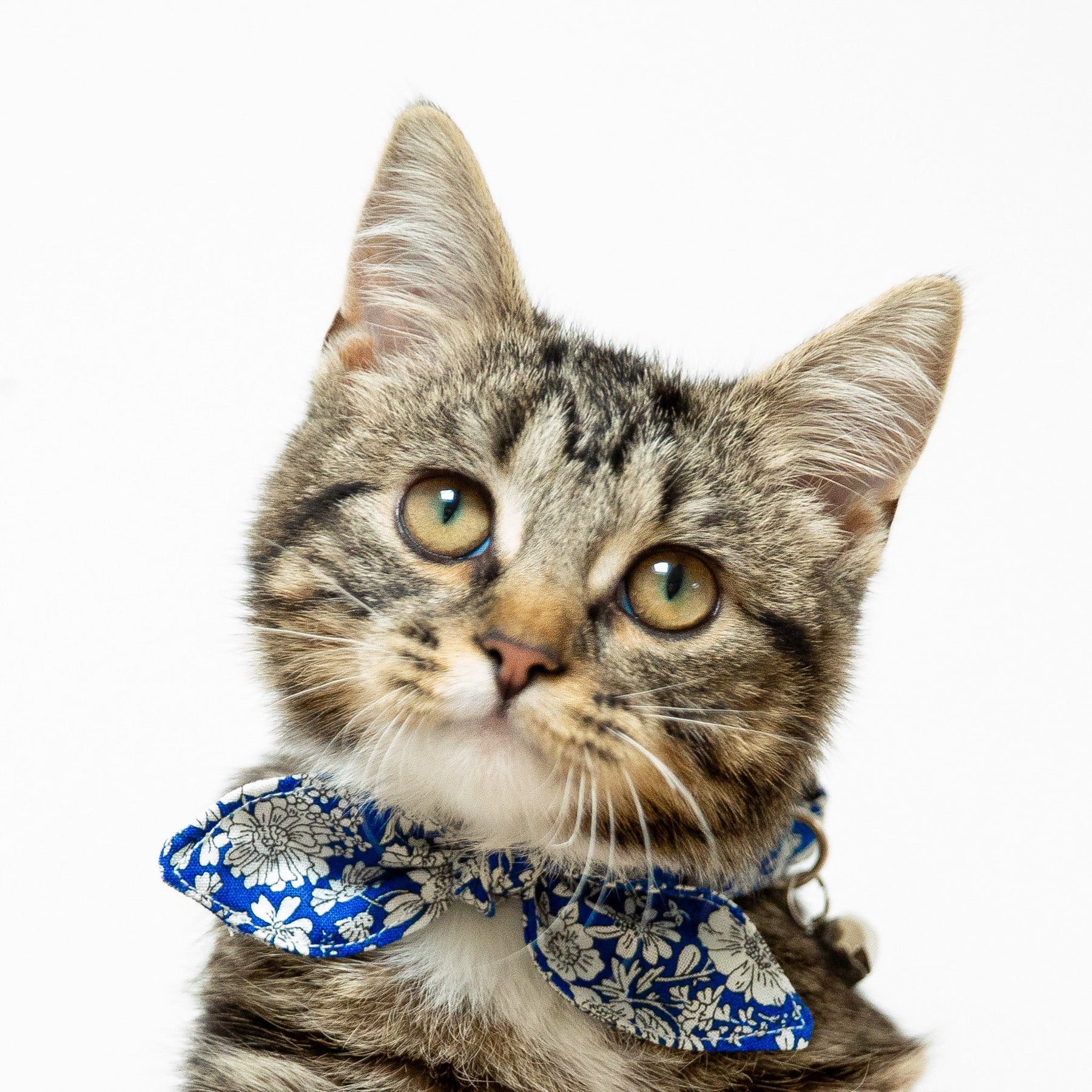 LV Inspired Print Cat Collar Duo with Blue – ComfortforCreatures