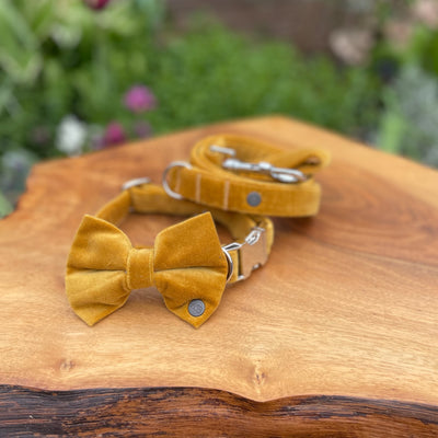 Luxury Golden Yellow Velvet Dog Collar