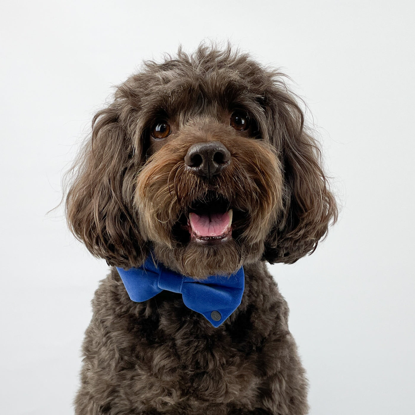 Luxury Cornflower Blue Velvet Dog Collar