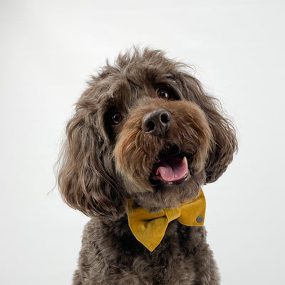 Luxury Golden Yellow Velvet Dog Bow Tie