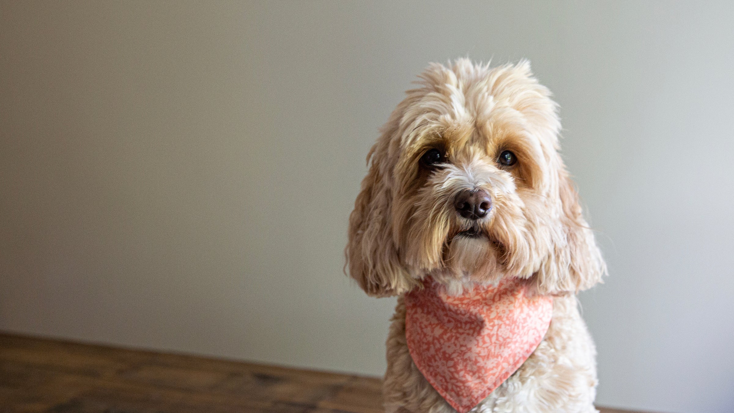 Luxury Dog Accessories Handmade in UK Albie s Boutique albies boutique