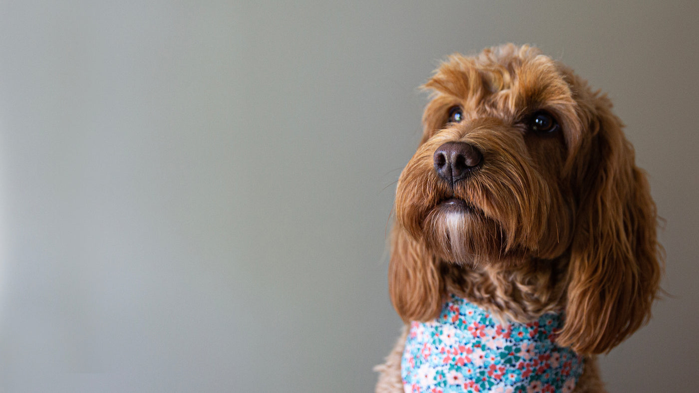 Dog accessories shop near me top