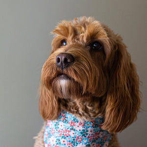 Boutique dog accessories top