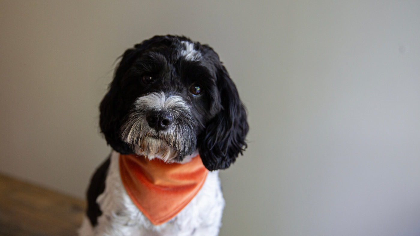 Boutique dog shop accessories