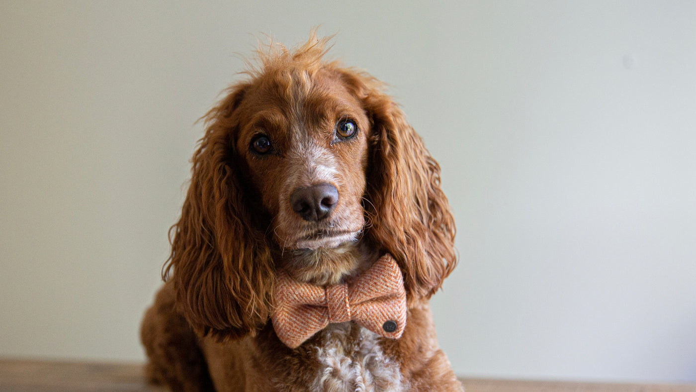 Customised dog accessories sale