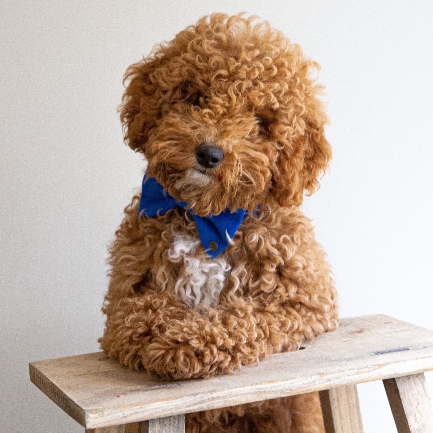 Royal Blue Corduroy Dog Bow Tie