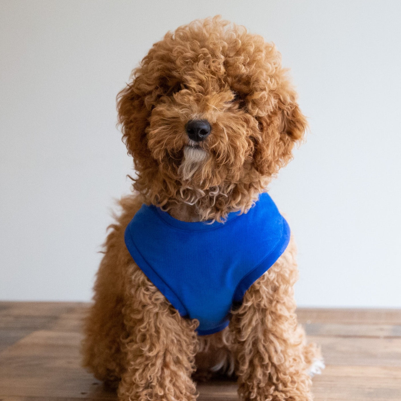 Royal Blue Corduroy Soft Dog Harness