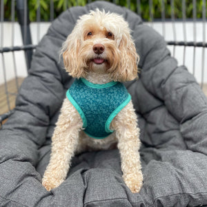 Mabel the cockapoo wearing a Liberty Autumn Emerald Soft Harness.