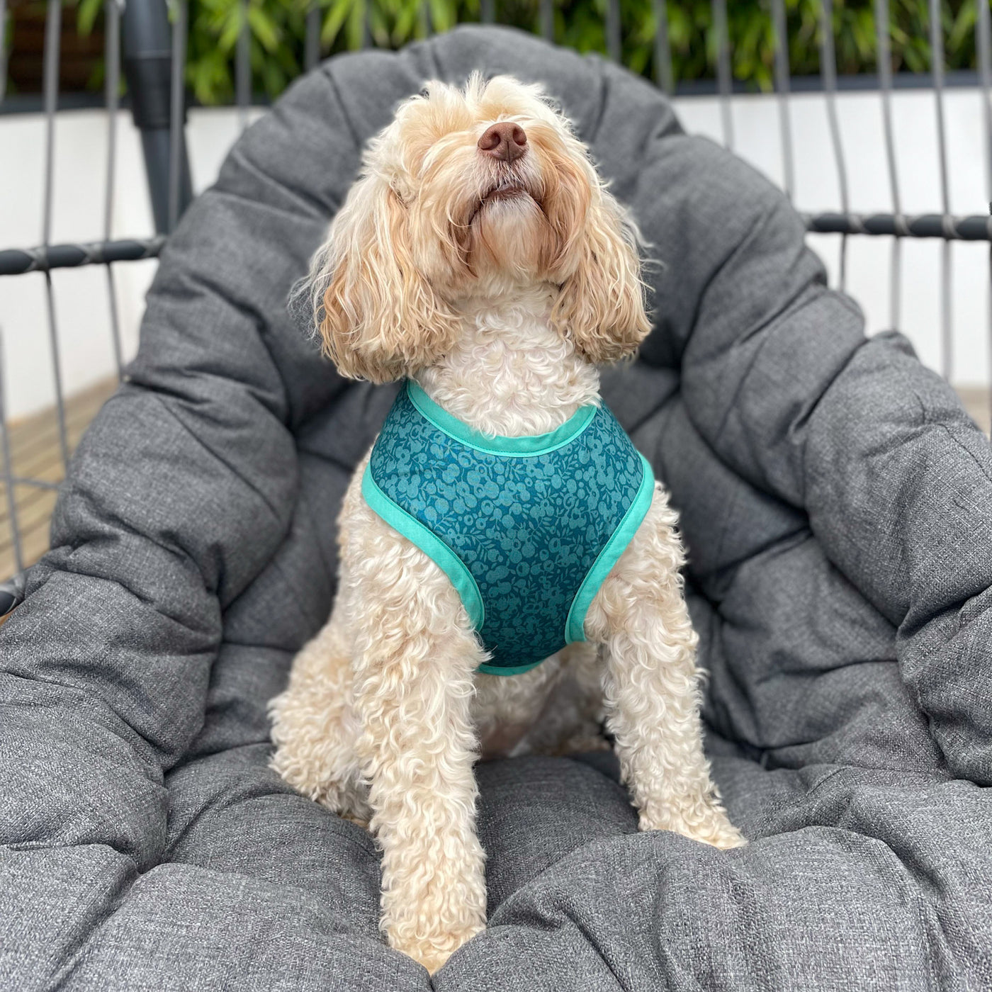 Mabel the cockapoo proudly wears a Liberty Autumn Emerald Soft Harness