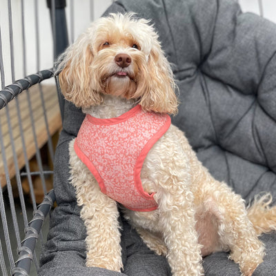 Mabel wears our Liberty peach floral Soft Dog Harness