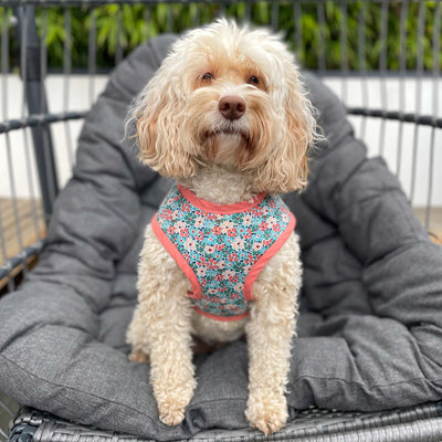 Mabel wears Liberty winter floral soft dog harness