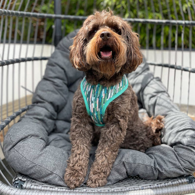 Albie wears the Autumn Stripe Soft Dog Harness