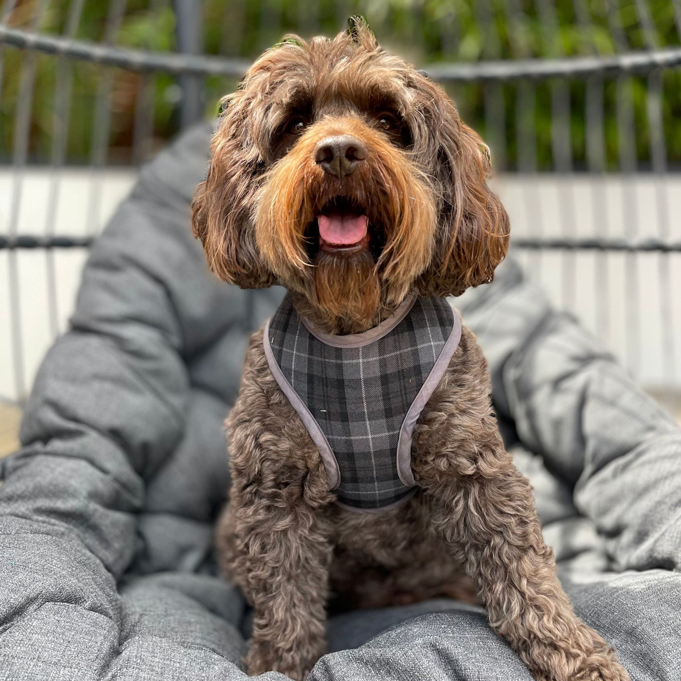 Dog wears charcoal grey tartan soft dog harness.