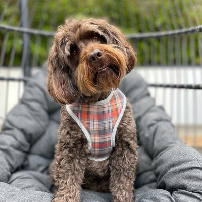 Dog wearing Grey and Orange Autumn Check Soft Dog Harness.