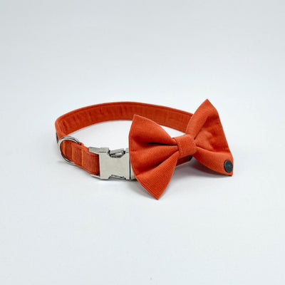 Orange Corduroy Dog Bow Tie on matching collar with chrome fittings.