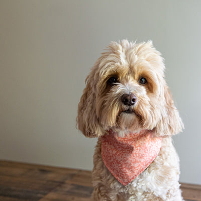 Mabel the dog wears the Liberty Winter Floral Reversible Dog Bandana.