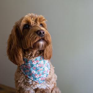 Dog wears the Liberty Winter Floral Reversible Bandana.