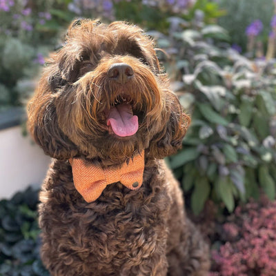 Albie dog wearing Burnt Umber Herringbone bow tie