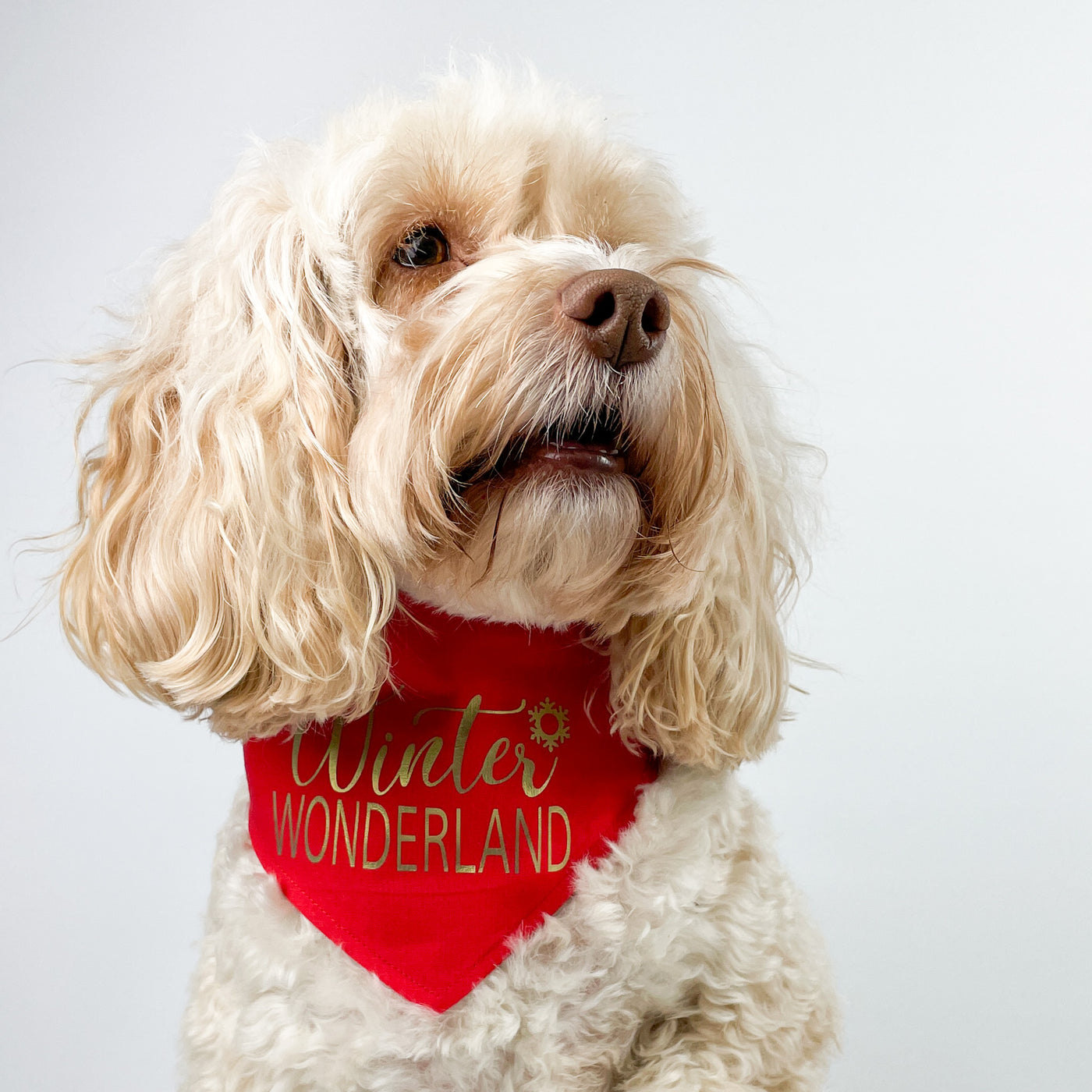 Mabel dog wearing Red winter wonderland Bandana