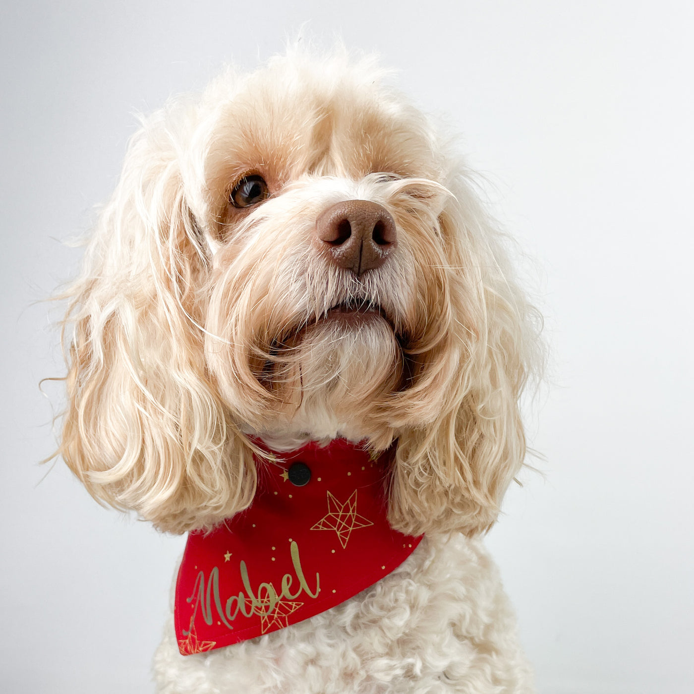 Mabel Dog wearing personalised Red Stars Christmas Bandana