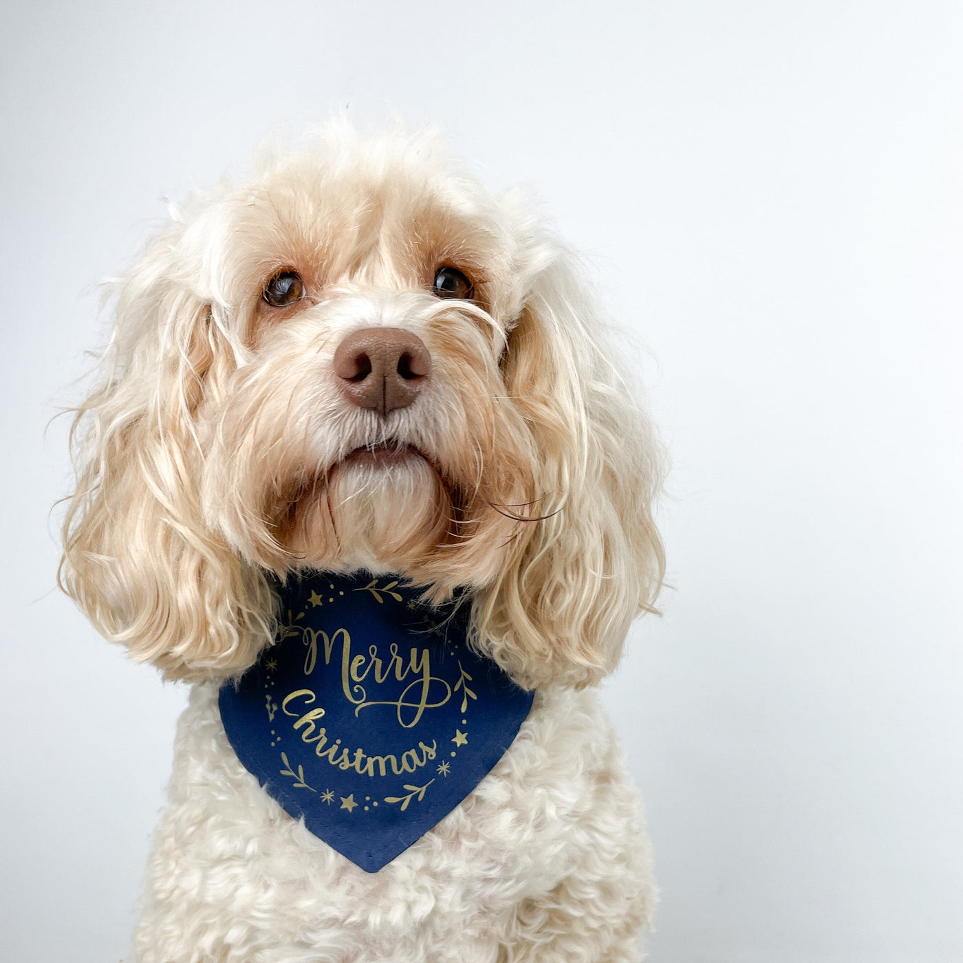 Mabel dog wearing Navy Merry Christmas Bandana