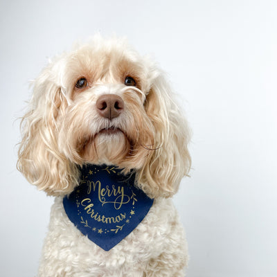 Mabel dog wearing Navy Merry Christmas Bandana