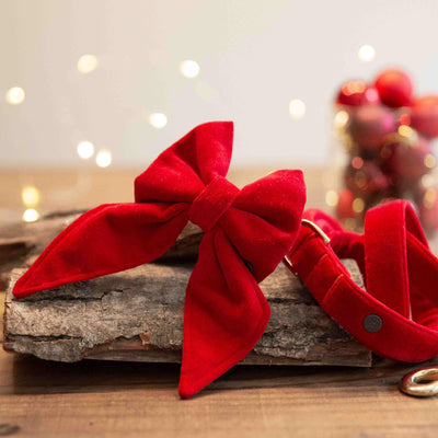 Red velvet sailor bow tie with red velvet dog lead and Christmas lights