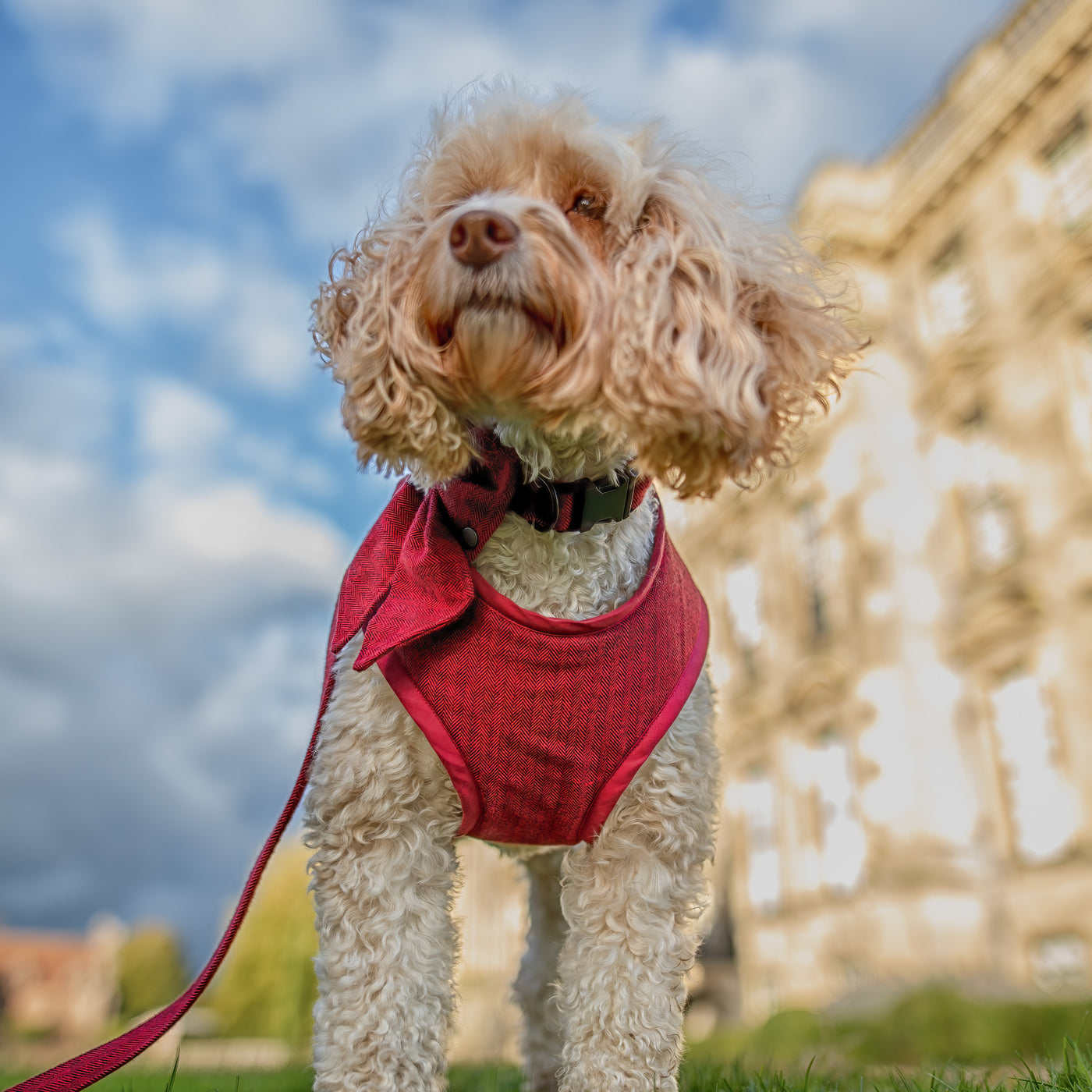 Mabel Dog wearing cranberry herringbone soft harness