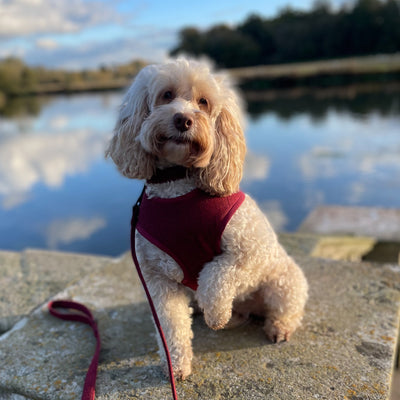 Mabel dog wearing cranberry herringbone soft harness
