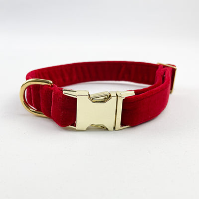 red velvet dog collar with gold buckle