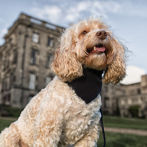 Mabel Dog wearing luxury navy velvet bandana