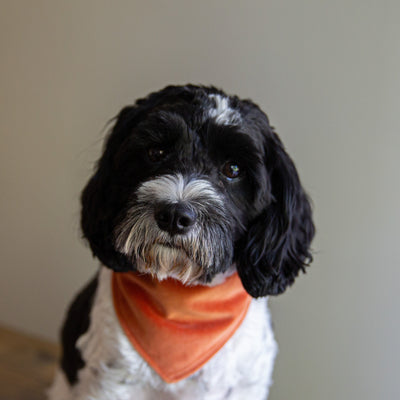 dog wearing luxury orange velvet bandana