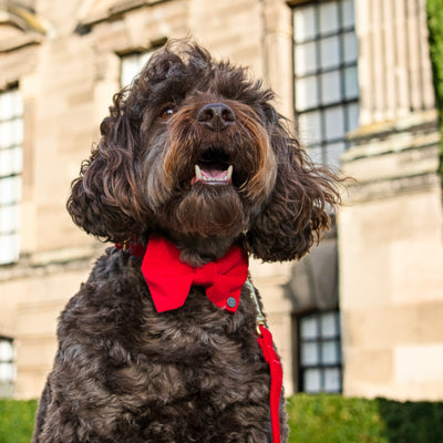 Albie dog wearing luxury velvet bow tie