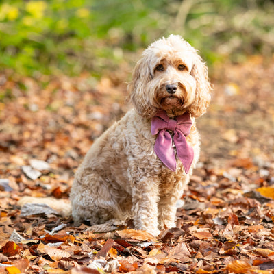 pretty dog wearing blush pink sailor bow