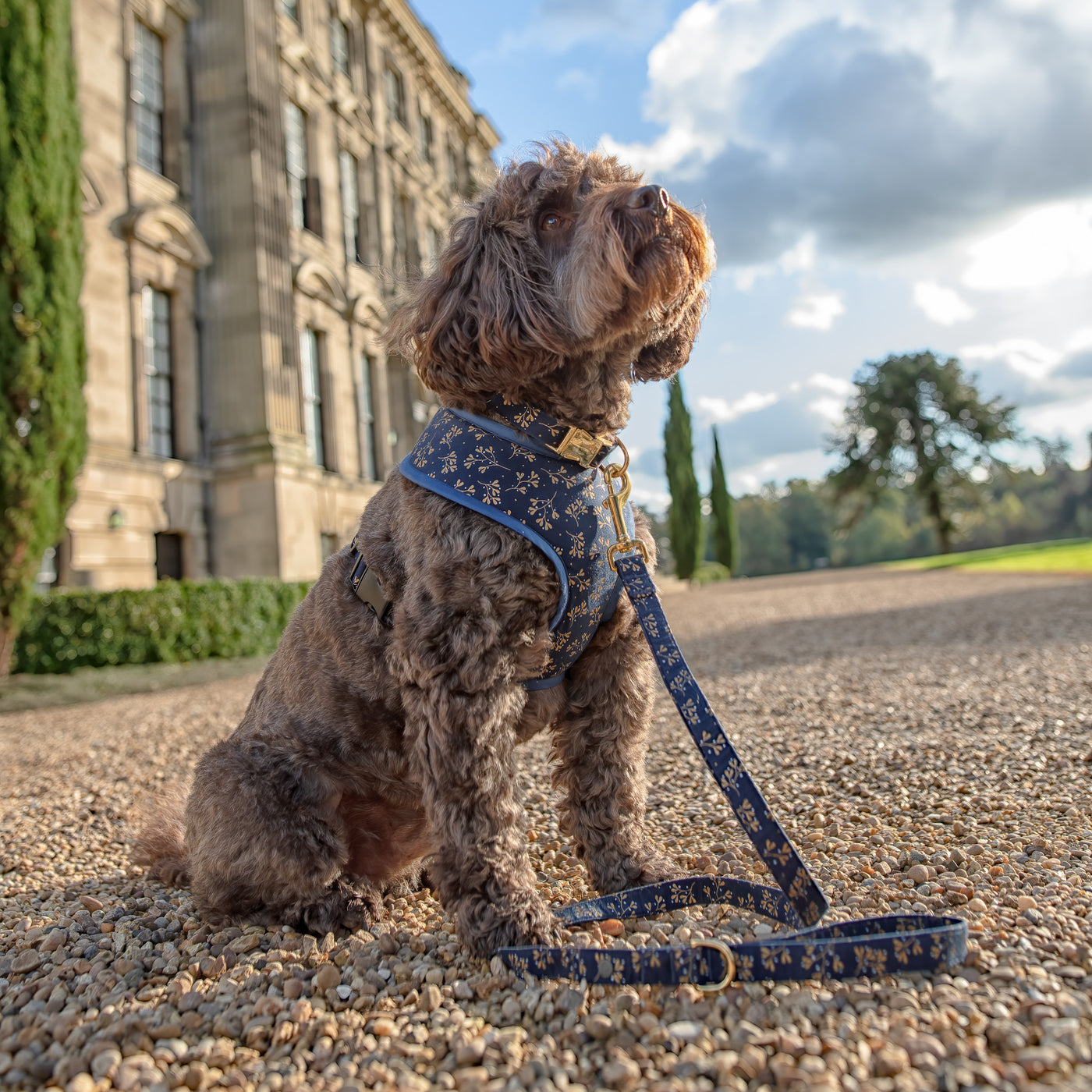 Albie Dog wearing Navy Mistletoe soft harness